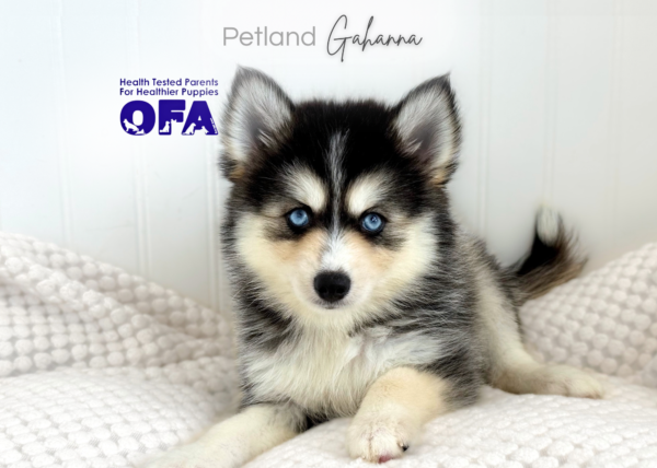 [#261841-07] Darling - Gray & White F Pomsky Puppies for Sale