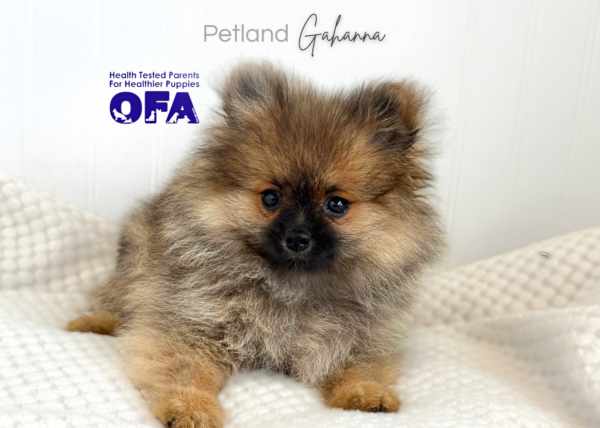 [#261666-05] Faith - Sable F Pomeranian Puppies for Sale