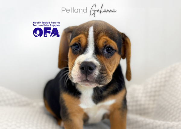 [#261576-04]  - Black F Beabull 2nd Gen Puppies for Sale