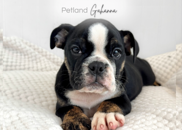 [#2650-01]  - Black / White F English Bulldog  Puppies for Sale