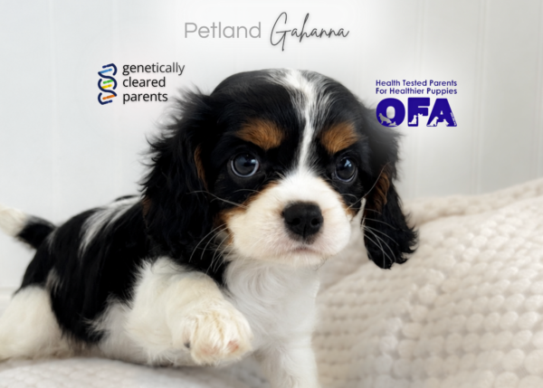 [#2642-02]  - Tri-Colored F Cavalier King Charles Spaniel Puppies for Sale