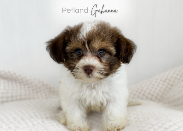 [#261899-07] Jill - Chocolate & White F Havanese Puppies for Sale