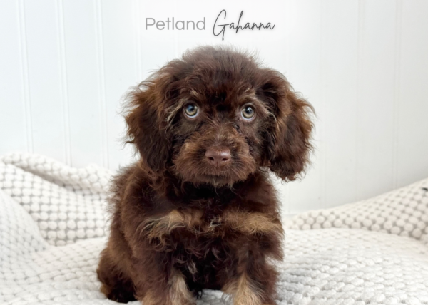 [#2649-01]  - F Poodle/Cocker Spaniel Puppies for Sale