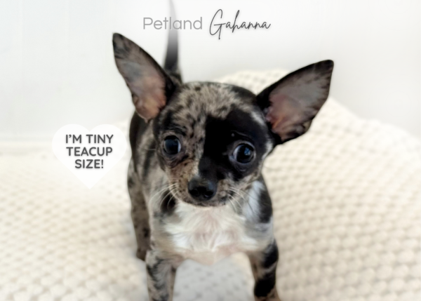 [#900217001585517]  - Merle Male Chihuahua Dog