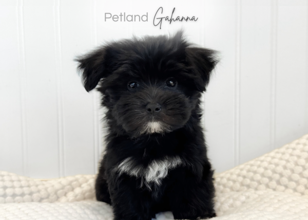 [#900217001585513]  - Black Male Morkie Dog