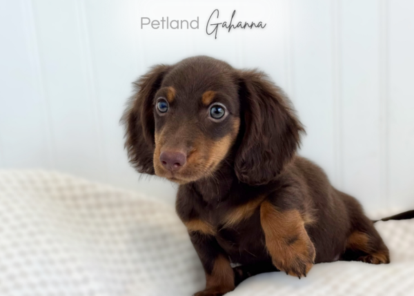 [#261808-01] Quincy - Chocolate M Dachshund Puppies for Sale