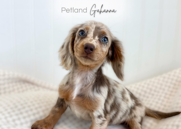 [#261808-06] Miley - Chocolate F Dachshund Puppies for Sale