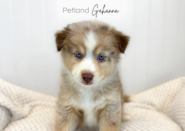 [#2651-01]  - Chocolate Merle M Pomsky Puppies for Sale