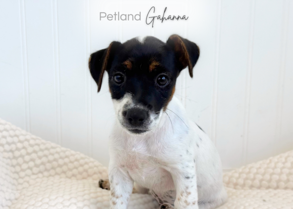 [#263-02]  - Tri-Colored F Jack Russell Terrier Puppies for Sale