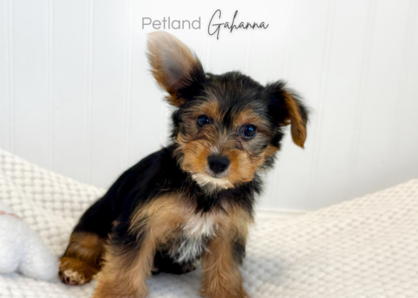 [#900217001585515]  - Black & Gold Male Yorkshire Terrier Dog