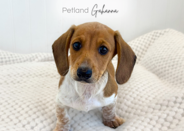 [#2652-01]  - M Dachshund Puppies for Sale