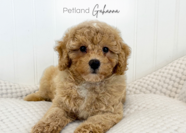 [#900217001585523]  - Apricot Male Poodle Toy Dog
