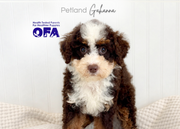 [#261825-09] Mila - Chocolate F Mini Bernedoodle 2nd Gen Puppies for Sale