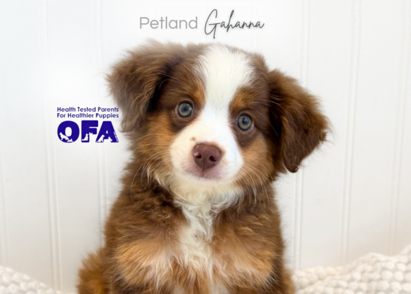 [#261692-09]  - Chocolate F Miniature Australian Shepherd Puppies for Sale