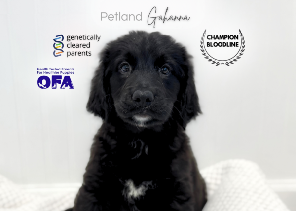 [#2627-05]  - Black / White F Bernese Mountain Dog/Golden Retriev Puppies for Sale