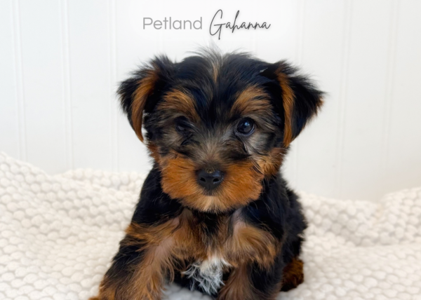 [#2634-02]  - Black / Tan M Yorkshire Terrier Puppies for Sale