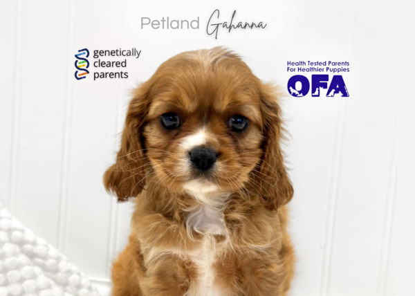 [#2638-01]  - Ruby F Cavalier King Charles Spaniel Puppies for Sale