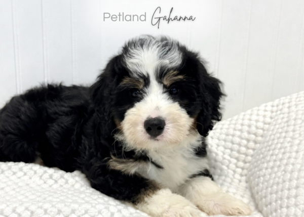 [#2635-01]  - Tri-Colored M Bernedoodle Mini Puppies for Sale