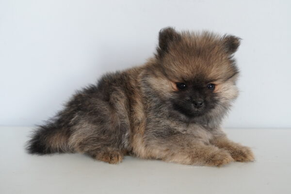 [#261666-05] Faith - Sable F Pomeranian Puppies for Sale