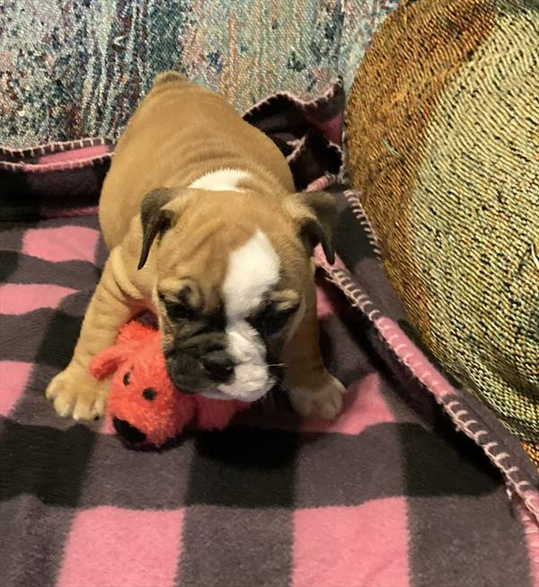 [#2653-04] Bessie - F English Bulldog  Puppies for Sale