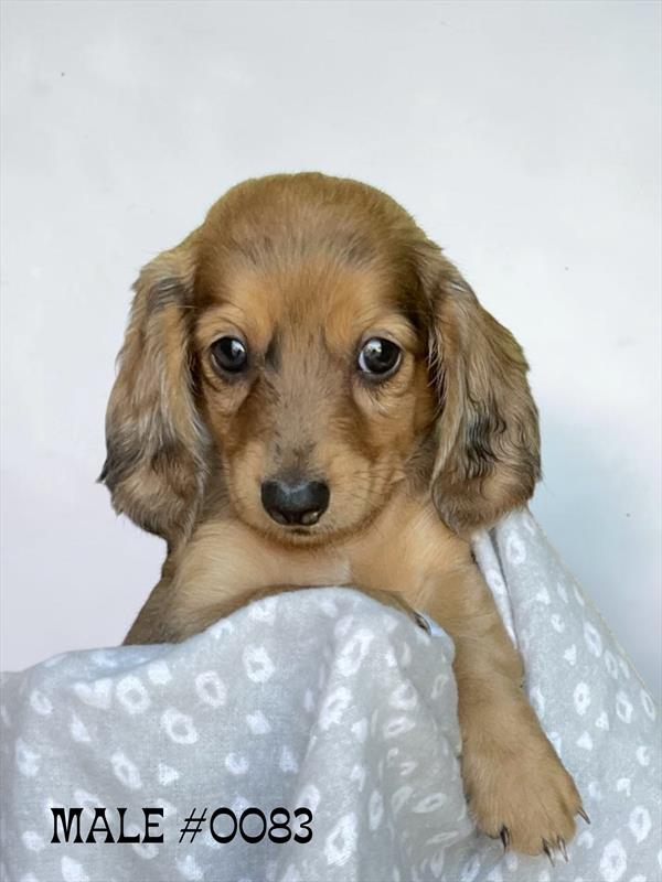 [#2654-01] Asher - M Dachshund Puppies for Sale