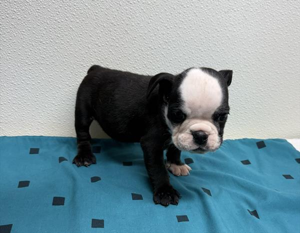 [#2650-02] Matilda - Black / White F English Bulldog  Puppies for Sale
