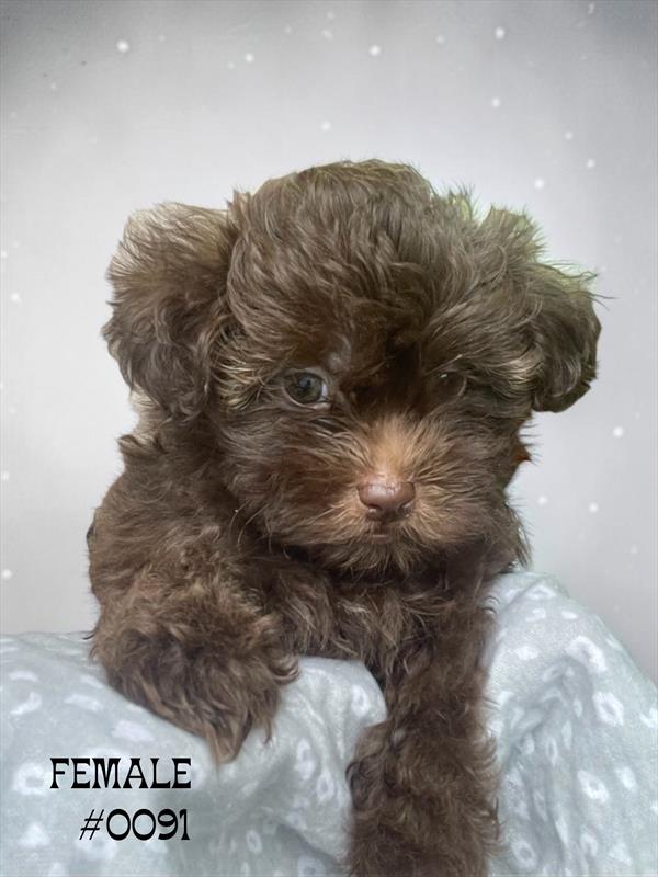 [#2655-01] Sidney - F Poodle/Shih Tzu Puppies for Sale