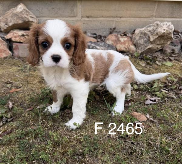 [#2661-01] Virginia - Blenheim F Cavalier King Charles Spaniel Puppies for Sale