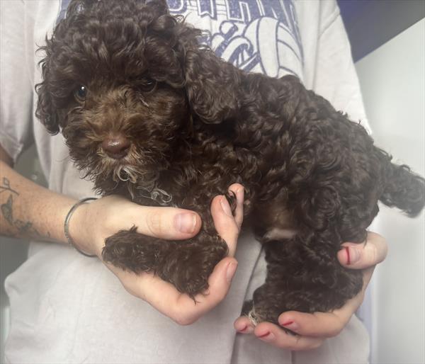 [#2662-01] Kirby - Chocolate M Poodle Puppies for Sale