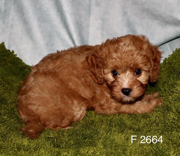 [#2664-02]  - F Cavapoo F1 Puppies for Sale