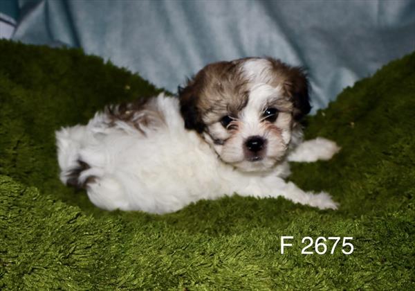 [#2666-02]  - F Shih Tzu/Bichon Puppies for Sale