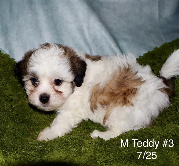 [#2666-03]  - M Shih Tzu/Bichon Puppies for Sale