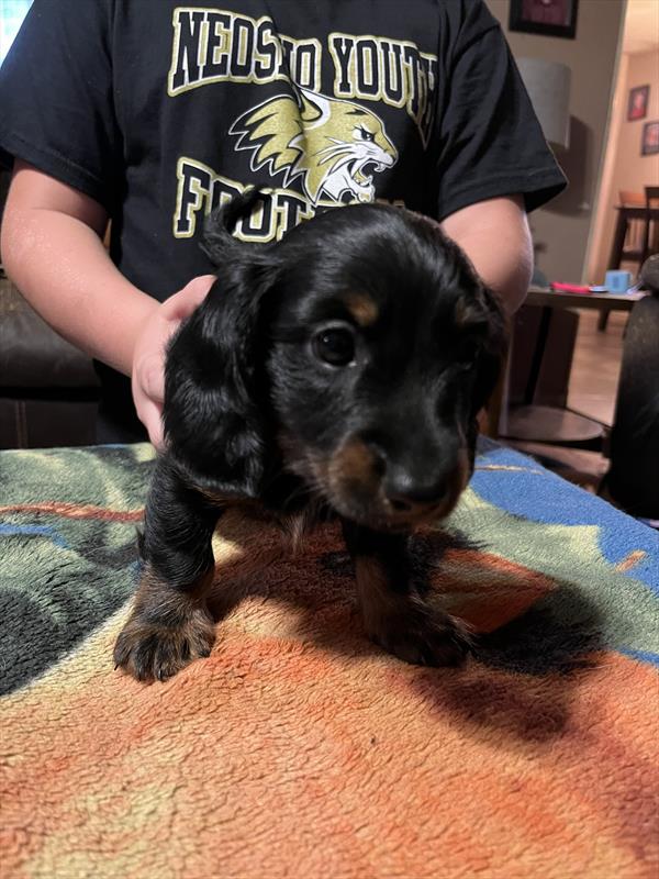 [#2669-01]  - M Dachshund Puppies for Sale