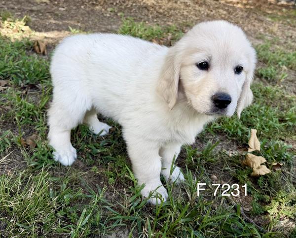 [#2672-02] Dakota - Light Golden F Golden Retriever Puppies for Sale