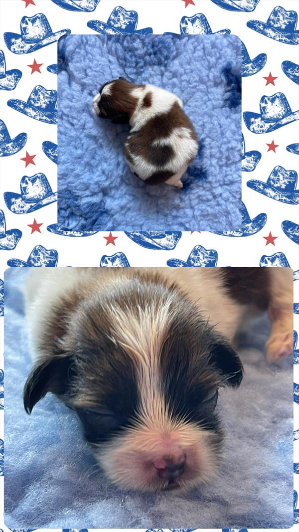 [#2673-01] Beau - Tri-Colored M Poodle/Shih Tzu Puppies for Sale