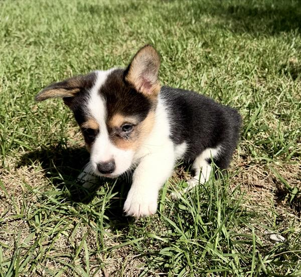 [#2676-01] Finn - Tri-Color M Pembroke Welsh Corgi Puppies for Sale