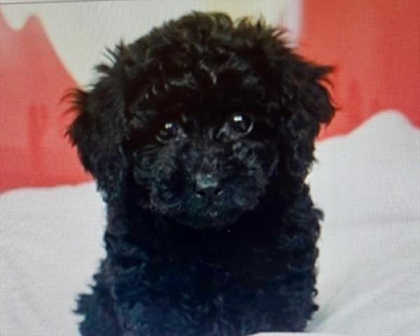 [#2677-01] Ember - Black F Goldendoodle Mini F1BB Puppies for Sale