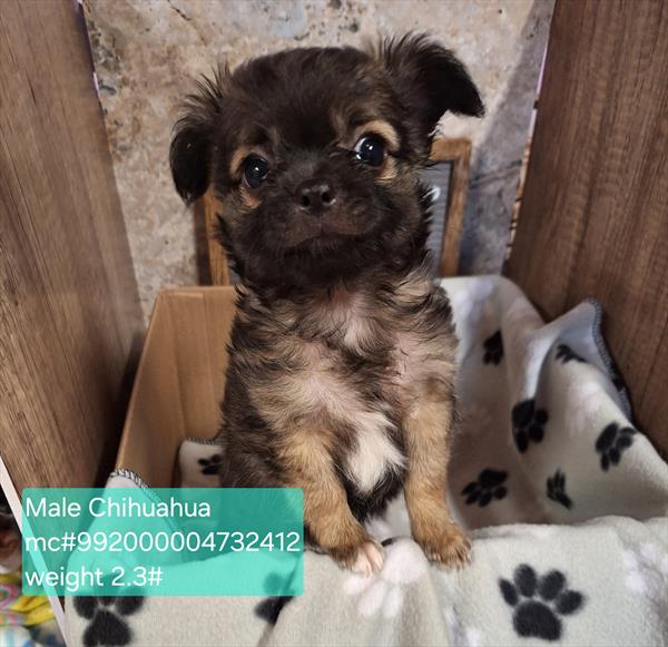 [#2678-01] Bean - Sable M Chihuahua Puppies for Sale