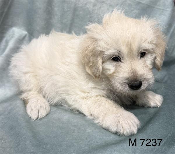 [#2679-01] Rip - Cream M Goldendoodle Mini F1b Puppies for Sale