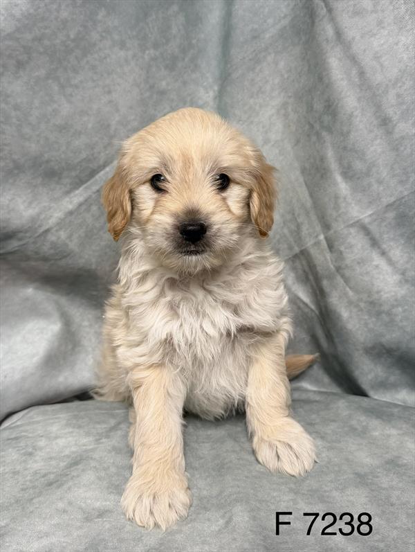 [#2679-02] Beth - Apricot F Goldendoodle Mini F1b Puppies for Sale