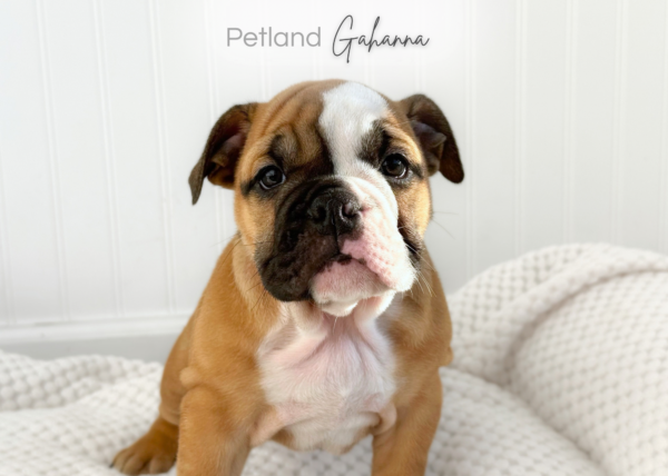 [#2653-04] Bessie - F English Bulldog  Puppies for Sale