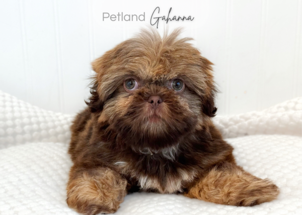 [#262123-03] Fern - Chocolate & White F Shih Tzu Puppies for Sale