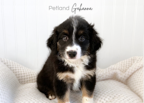 [#262111-01] Damien - Black M Mini Australian Shepherd Puppies for Sale