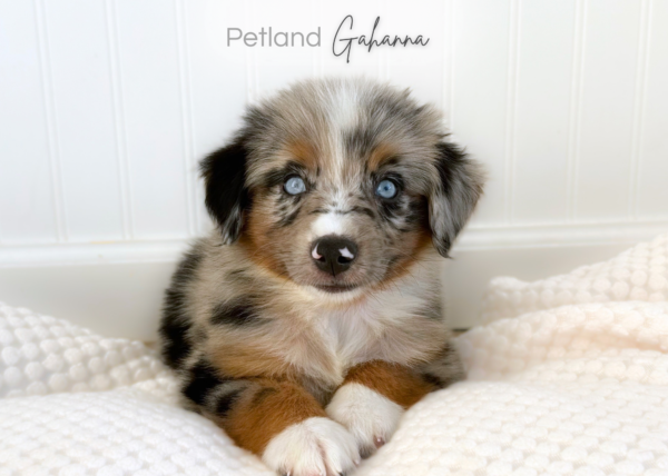 [#262200-03] Remy - Blue Merle M Australian Shepherd Puppies for Sale