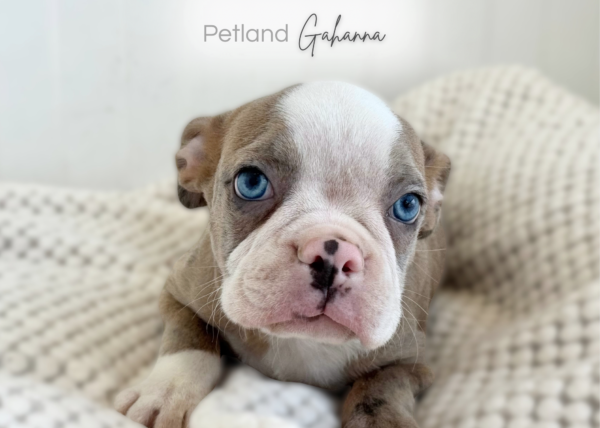 [#262344-06] Rosie - Blue Merle F Boston English Bulldog Puppies for Sale