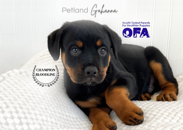 [#262139-01] Athena - Black & Tan M Rottweiler Puppies for Sale