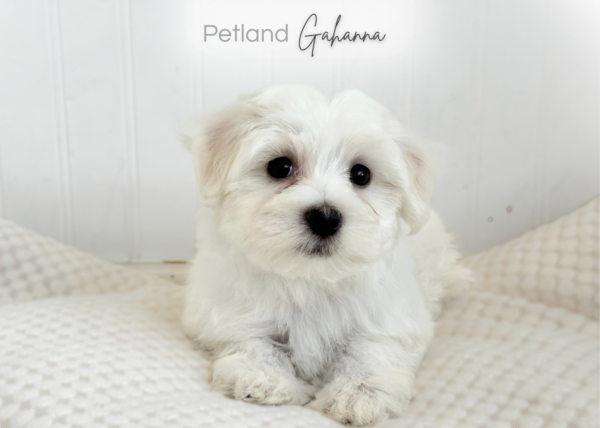 [#2659-01]  - White F Maltese Puppies for Sale