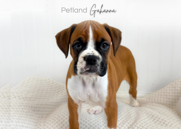 [#2657-01]  - Fawn with Black/White Mkgs M Boxer Puppies for Sale