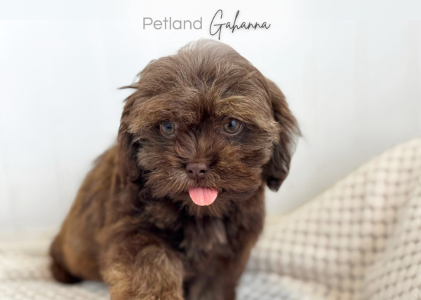 [#2655-02]  - Chocolate F Poodle/Shih Tzu Puppies for Sale