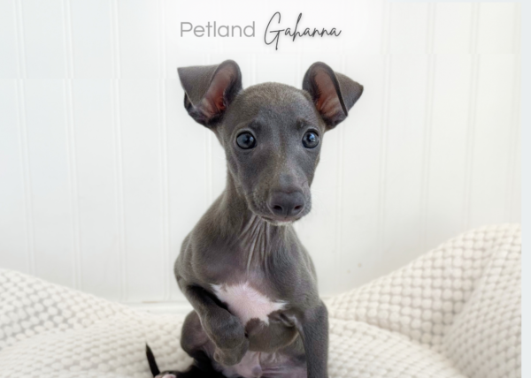 [#2658-02]  - Blue M Italian Greyhound Puppies for Sale